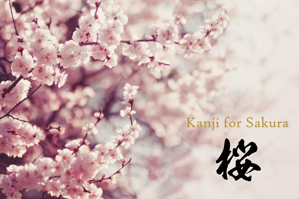 Kanji for Sakura, cherry blossoms